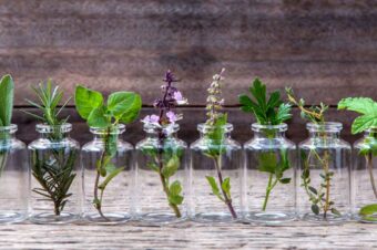 10 Herbs You Can Grow Indoors in Water All Year Long