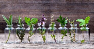 10 Herbs You Can Grow Indoors in Water All Year Long
