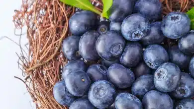 7 Reasons To Eat Blueberries and Why You Should Freeze Them! 2025 | Tips & Tricks