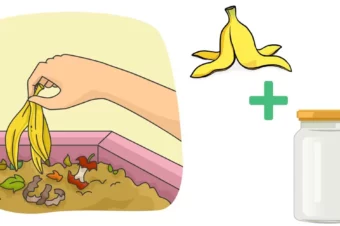 Banana Peel Fertilizer Benefits and Uses.