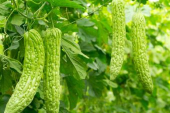 Bitter Melon: Forget the Bitterness and Savor Its Benefits