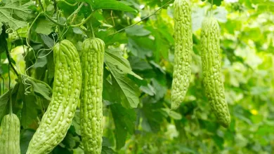 Bitter Melon: Forget the Bitterness and Savor Its Benefits 2025 | Tips & Tricks