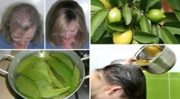 GUAVA LEAVES CAN 100% STOP YOUR HAIR LOSS AND MAKE IT GROW LIKE CRAZY