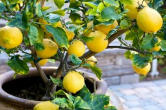 Here’s How To Grow Your Own Lemon Tree At Home