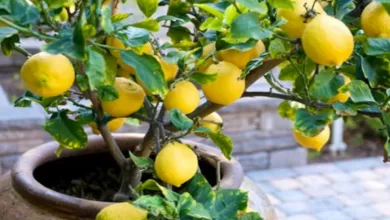 Here’s How To Grow Your Own Lemon Tree At Home 2025 | Tips & Tricks