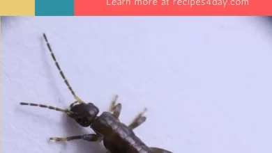 How Do You Get Rid Of Earwigs In Your House?