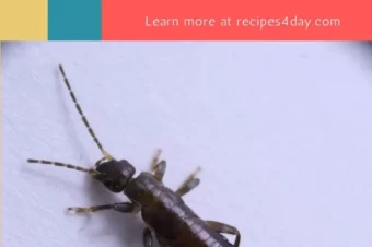 How Do You Get Rid Of Earwigs In Your House?