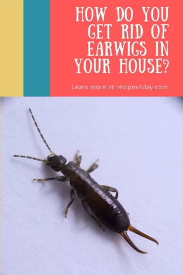How Do You Get Rid Of Earwigs In Your House?