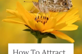 How To Attract Butterflies To Your Garden