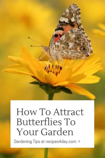 How To Attract Butterflies To Your Garden