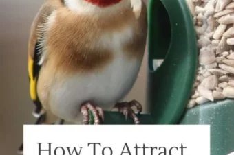 How To Attract Finches To Your Backyard