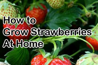 How to Grow Strawberries