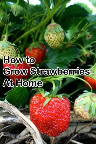 How to Grow Strawberries