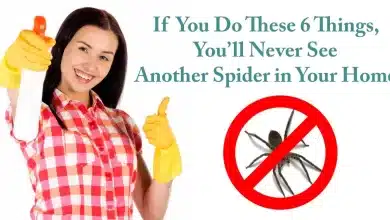If You Do These 6 Things, You’ll Never See Another Spider in Your Kitchen, Bathroom or Elsewhere Again 2025 | Tips & Tricks