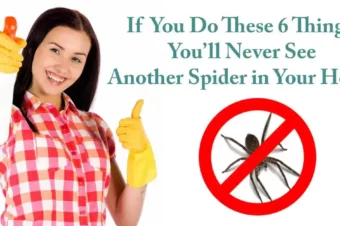 If You Do These 6 Things, You’ll Never See Another Spider in Your Kitchen, Bathroom or Elsewhere Again