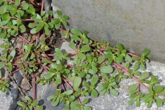 If You See This “Weed” Growing In Your Yard, Don’t Pick It! Here’s Why