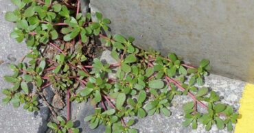 If You See This “Weed” Growing In Your Yard, Don’t Pick It! Here’s Why