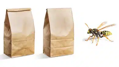 Keep Wasps Away with a Brown Paper Bag 2025 | Tips & Tricks