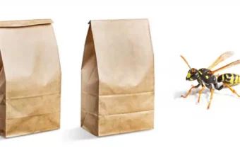 Keep Wasps Away with a Brown Paper Bag