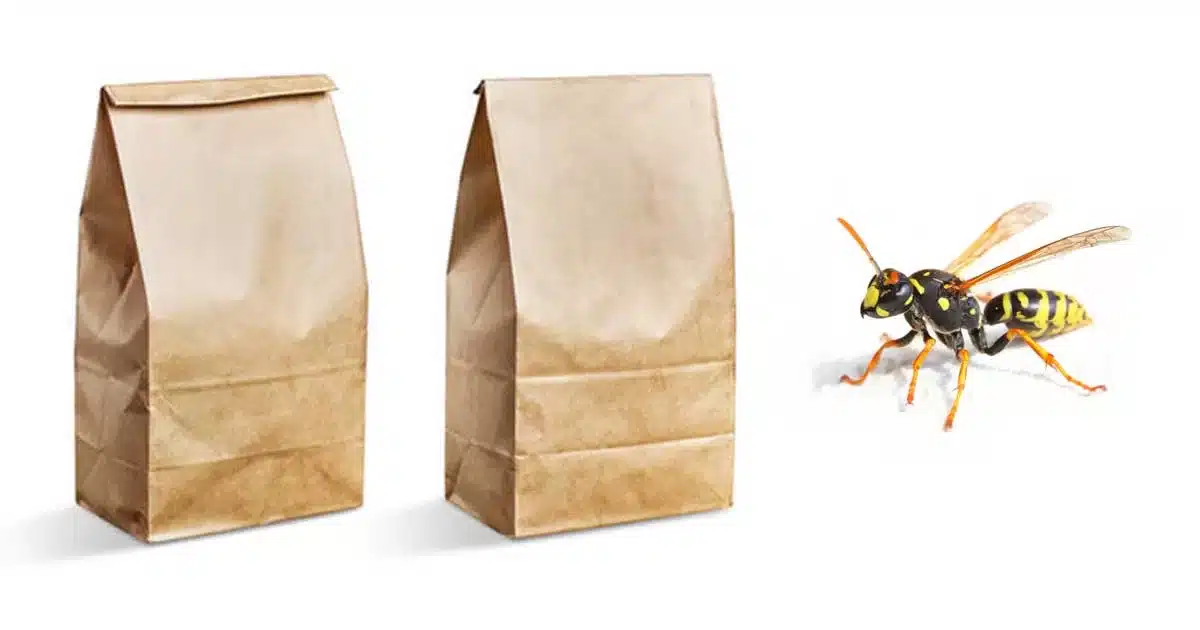 Keep Wasps Away with a Brown Paper Bag