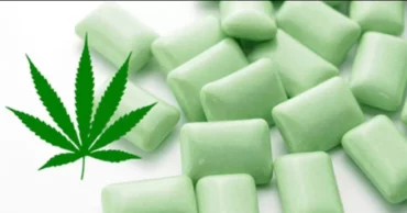 Marijuana Chewing Gum to Relieve Fibromyalgia Pain