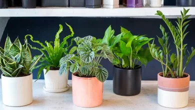 Put These 5 Plants in your Bedroom and You’ll Surely Have Better Sleep 2025 | Tips & Tricks