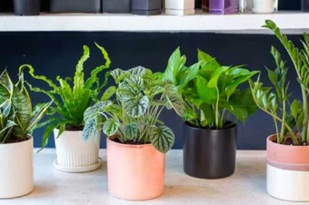 Put These 5 Plants in your Bedroom and You’ll Surely Have Better Sleep