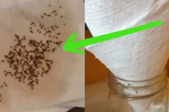 Say Goodbye To Fruit Flies And Gnats For Good – The Paper Towel Trick Changes Everything