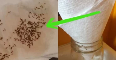 Say Goodbye To Fruit Flies And Gnats For Good – The Paper Towel Trick Changes Everything
