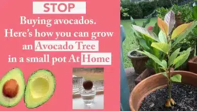 Stop buying avocados. Here’s how you can grow an avocado tree in a small pot at home 2025 | Tips & Tricks