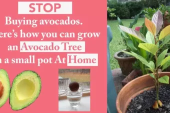 Stop buying avocados. Here’s how you can grow an avocado tree in a small pot at home