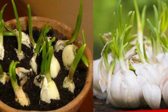 Stop buying garlic. Here’s how to grow an endless supply of garlic right at home