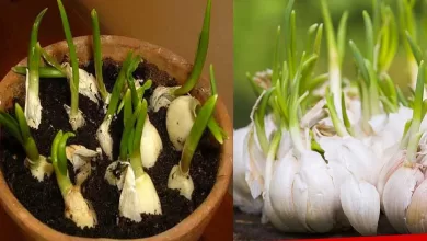 Stop buying garlic. Here’s how to grow an endless supply of garlic right at home 2025 | Tips & Tricks