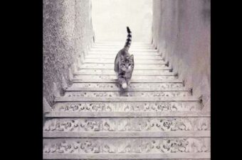 The Cat Is Going Up Or Down The Stairs? Your Choice Will Reveal Your True Self