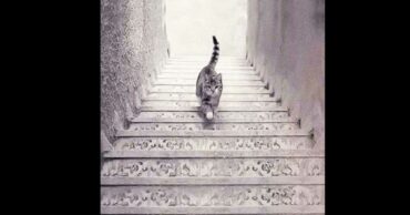 The Cat Is Going Up Or Down The Stairs? Your Choice Will Reveal Your True Self