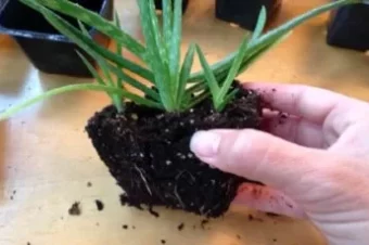 The Oxygen Bomb: When You Insert This Plant, You Take Out All The Toxins From Your Home!