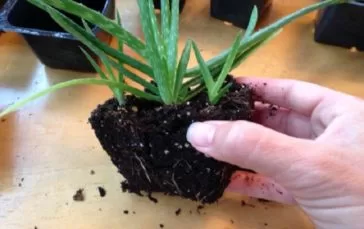 The Oxygen Bomb: When You Insert This Plant, You Take Out All The Toxins From Your Home!