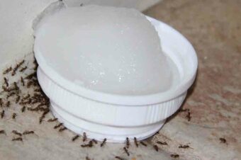 This Natural DIY Poison Will Clear Your Home Of Ants