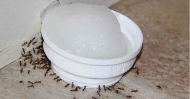This Natural DIY Poison Will Clear Your Home Of Ants
