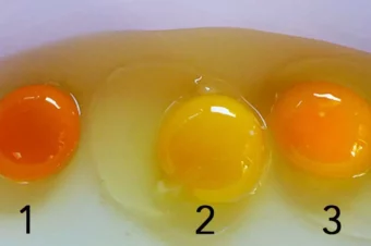 Which Egg Do You Think Came From An Actually Healthy Chicken?