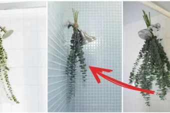 Why People Are Hanging Eucalyptus Bundles in Their Showers