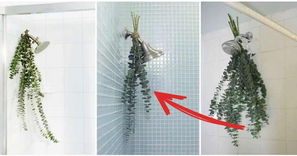 Why People Are Hanging Eucalyptus Bundles in Their Showers