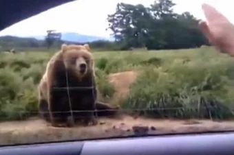 Woman Waves To A Bear From Her Car Has Bear Respond In Hilarious Fashion