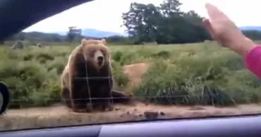 Woman Waves To A Bear From Her Car Has Bear Respond In Hilarious Fashion