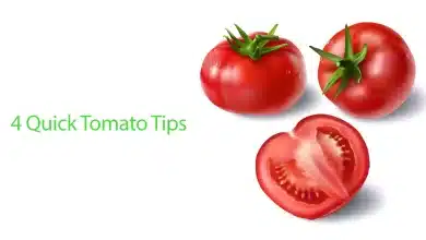 You’ve Been Storing Tomatoes Wrong All These Years! 2025 | Tips & Tricks